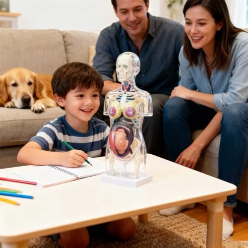Detachable 4D Pregnant Woman Assembly Model Teaching for Pregnant Women