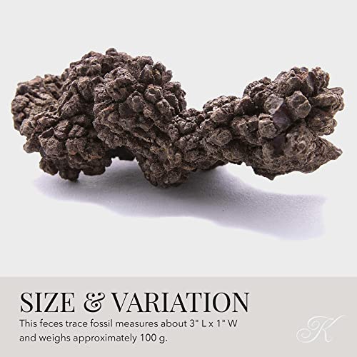 KALIFANO Authentic Prehistoric Dinosaur Coprolite Feces Trace Fossil - Fossilized Dinosaur Dung Poop Coprolite from Madagascar (Information Card Included) - color: Coprolite Feces Trace