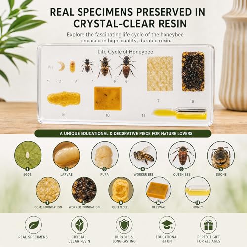 Life Cycle of Common Insect Specimen, Resin Collection Science Toys for Kids Aged 3-12 (Honeybee) - color: Honeybee