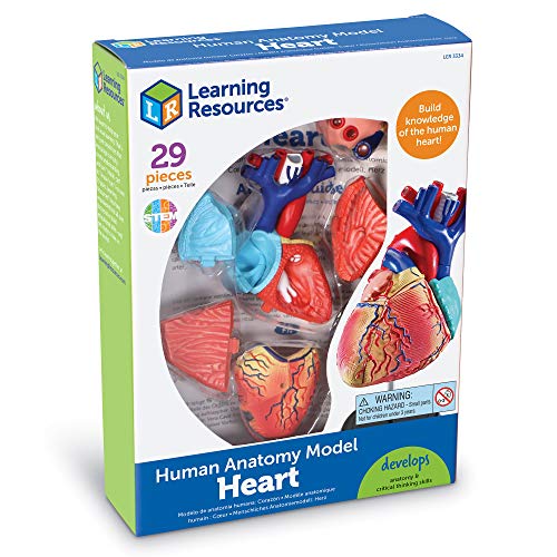 Learning Resources Human Heart Model