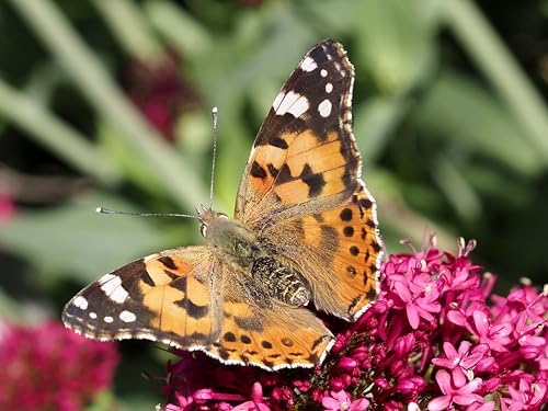 Insect Lore Butterfly Garden Experience | No Fee Prepaid Voucher | Redeem Raise and Release 5 Baby Painted Lady Caterpillars | Observation Habitat and All Supplies Included