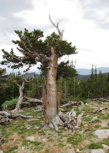 Ancient Bristlecone Pine | Tree Seed Grow Kit | The Jonsteen Company