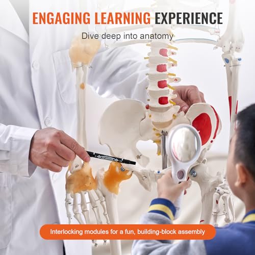 VEVOR Human Skeleton Model for Anatomy, 71.65" Life Size, Accurate PVC Anatomy Skeleton Model with Ligaments, Movable Arms, Legs & Jaw, with Muscle Origin & Insertion Points, for Professional Teaching - size: Life Size