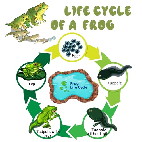 Mbrain5pcs Frog Growth Cycle with Flash Cards,Life Cycle Learning & Education Toys,Montessori Toys,Gift for Girl & Boy for 3 4 5 6 7 Year Old (Frog) - color: Frog