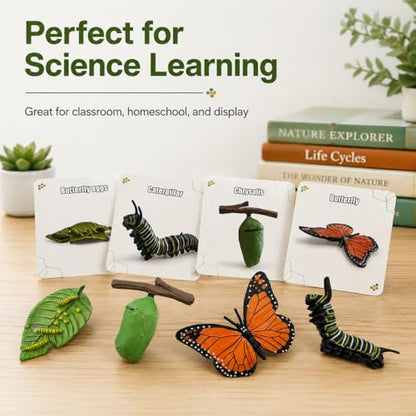 Montessori Life Cycle Animal Figures with Flash Cards, Lifelike Animal Growth Cycle Biological Model Set (Butterfly) - style: Butterfly