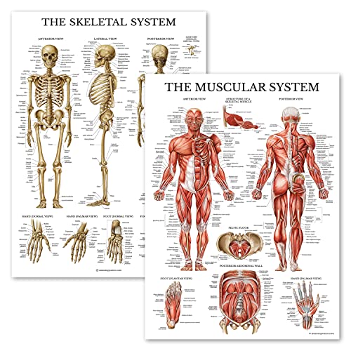 Palace Learning Muscular & Skeletal System Anatomical Poster Set - LAMINATED 2 Chart Set - Human Skeleton & Muscle Anatomy - (18" x 24") - color: LAMINATED, size: 18" x 24"