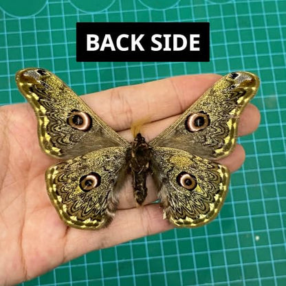 Real Caligula Anna Moth Unmounted Open Wings Taxidermy Specimen Art BU-133 - color: 1 Butterfly #133