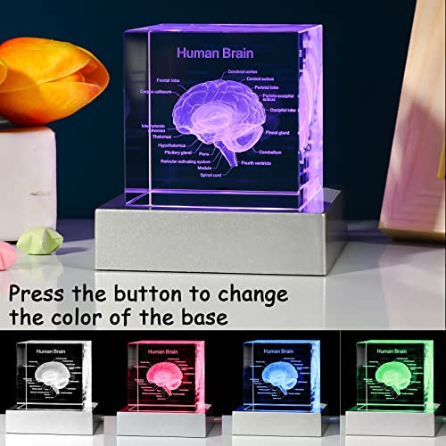 Movdyka 3D Human Brain Anatomy Model Doctor Psychology Graduation Gifts - color: Brain
