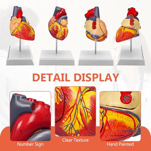 JNMFTD 2X Enlarged Anatomical Heart Model,4-Part Removable Human Heart Model with Ventricles Atria Valves Veins Artery Magnetic Assembly Colorful Number Guide for Science Classroom Cardiology Study - size: 2X Enlarged