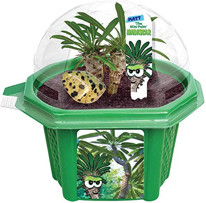 Toys By Nature Character Micro Domes Palm Plant Terrarium Starter Kit, Decorative and Easy-to-Grow Mini Terrariums with Complete Supplies and Genuine Jasper Stone! (Matt The Madagascar Mini Palm)