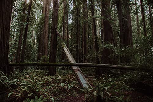 California Coast Redwood | Tree Seed Grow Kit | The Jonsteen Company
