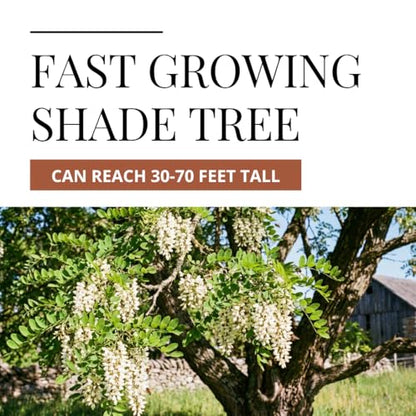 75 Black Locust Tree Seeds for Planting – Robinia pseudoacacia, Fast Growing Nitrogen Fixing Tree, Fragrant White Flowers, Rot Resistant Hardwood, Cold Hardy Outdoor Shade Tree