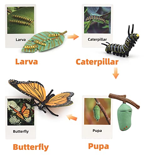 Montessori Life Cycle Animal Figures with Flash Cards, Plastic Insects Monarch Butterfly Kit Caterpillar Toy for Kids, Realistic Animal Figurines (Butterfly) - color: Butterfly