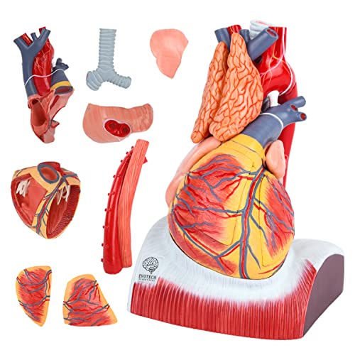 EVOTECH SCIENTIFIC Deluxe Human Heart Model with Thymus Gland & Diaphram Base, 10 Parts 1.5X Life Size Large Anatomical Heart Model for Classroom and Cardiology Study