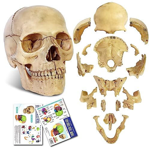 2026 New 15 Parts Palm-Sized Human Skull Model, Anatomy Exploded Skull