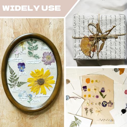 Dried Flowers for Resin - size: 80 pcs White Dried Flowers