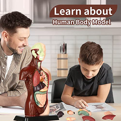 Human Body Model, 8 Pcs Removable with Skeleton Model for Kids
