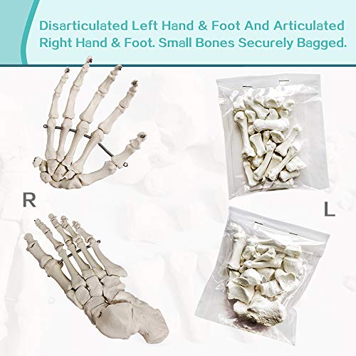 Disarticulated Human Skeleton Model for Anatomy 67 inch High, Full Size Skeleton Models with Poster, Skull, Bones, Articulated Hand & Foot