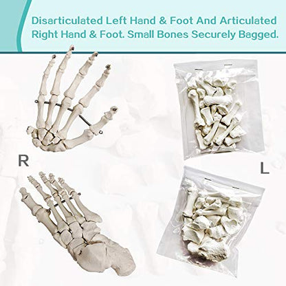 Disarticulated Human Skeleton Model for Anatomy 67 inch High, Full Size Skeleton Models with Poster, Skull, Bones, Articulated Hand & Foot