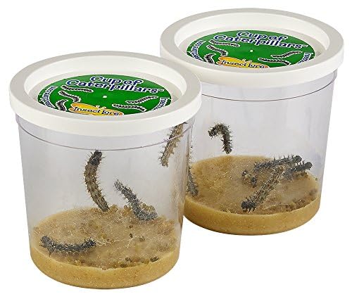 Insect Lore Butterfly Pavilion with Two Live Cups of Caterpillars - 2ft Tall Habitat, STEM Butterfly Journal, 10 Live Baby Caterpillars - Life Science Education Kit - Raise Painted Lady Butterflies