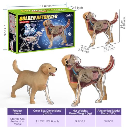 4D Vision Dog Anatomy Model, 34 Removable Parts, Detailed Display Model - size: Dog Model