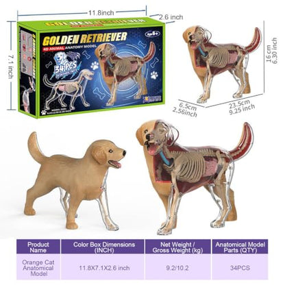 4D Vision Dog Anatomy Model, 34 Removable Parts, Detailed Display Model - size: Dog Model