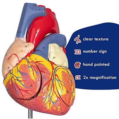 2X Enlarged Anatomical Heart Model - Human Heart Model with Rigth/Left Atrial Appendage Anatomical Model for Science Classroom and Cardiology Study