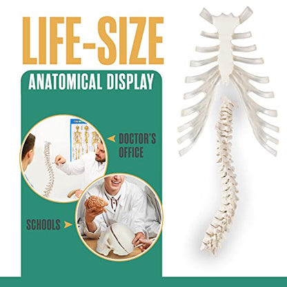 Disarticulated Human Skeleton, Human Skeleton Model for Anatomy, 62” Height