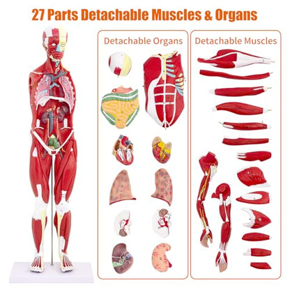 SFXYJ Human Anatomy Muscle Model, 27 Part 1/2 Life Size 33” Human Body Muscular System Model with Removable and Muscle Anatomy Includes Detailed Color Product Manual for Medical Educational Training