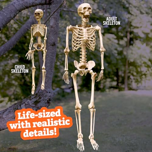 Life Size Human Skeleton Decoration Value 4 Pack- Adult 5' 4" & Child 3' - style: 4 Pack