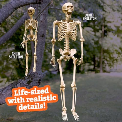 Life Size Human Skeleton Decoration Value 4 Pack- Adult 5' 4" & Child 3' - style: 4 Pack