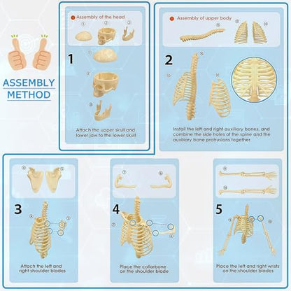Mini Human Skeleton Model,Skeleton Teaching Model,Easy to Assemble, Removable Spine Whole Body for Study Teaching Demonstration - style: Full skeleton Set
