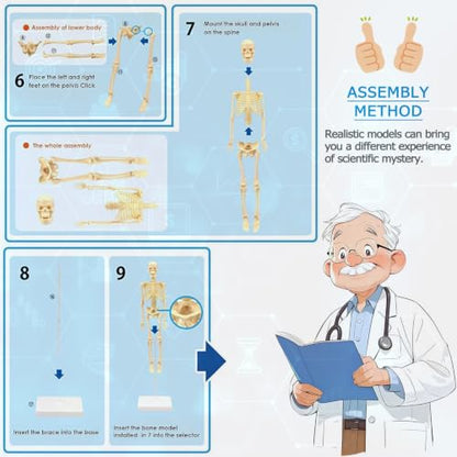 Mini Human Skeleton Model,Skeleton Teaching Model,Easy to Assemble, Removable Spine Whole Body for Study Teaching Demonstration - style: Full skeleton Set