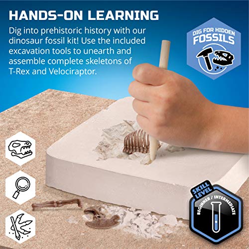Discovery™ Dinosaur Fossil Dig Kit – Excavate & Assemble T-Rex & Velociraptor Skeletons| 3D Dino Bones Puzzles| Jurassic Paleontology Toy for Kids| STEM Science Activity Set| Girls & Boys Gift Ages 6+
