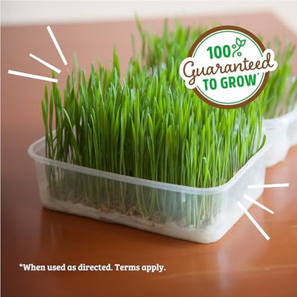 Back to the Roots 100% Organic Wheatgrass Seeds | 1 Pound Non-GMO | Nutrient Dense, Easy to Grow | Cat Grass Planter Seeds - color: Wheatgrass 1lb