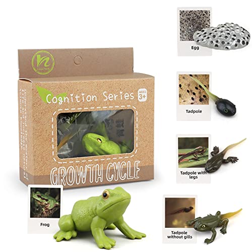 Montessori Frog Life Cycle with Flash Cards, Plastic Insects Tadpole to Frog Kit Toy, Realistic Animal Figurines - color: Frog