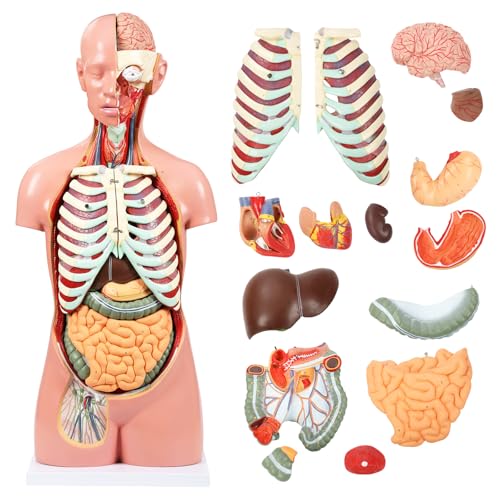 JNMFTD Human Torso Anatomy Model, 33.4" 17 Part Removable Life-Size Model with Heart Brain Visceral Organ Muscular Layers Bone Vessels Nerves Includes Product Manual for Medical Scientific Education - size: 35"L x 11"W