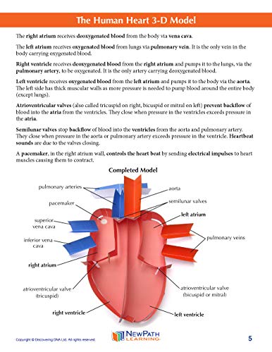 NewPath Learning Human Heart 3-D Paper Model Making Kit, Set/5 Full-Color, Paper Model Templates & Teacher Guide (24-7775)