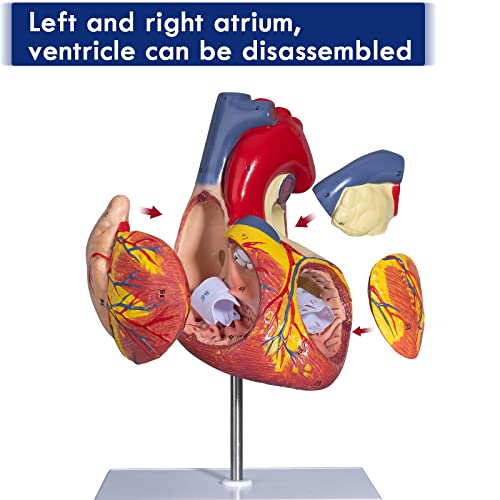 2X Enlarged Anatomical Heart Model - Human Heart Model with Rigth/Left Atrial Appendage Anatomical Model for Science Classroom and Cardiology Study