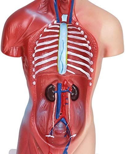 Human Torso Anatomy Model – Removable Organs, Heart, Brain, Lungs – Medical Educational Tool for Students, Teachers, Healthcare Professionals