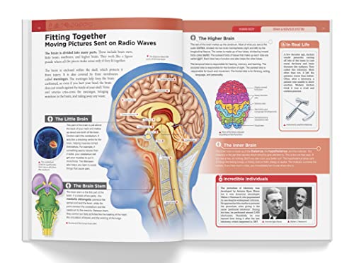 Knowledge Encyclopedia Human Body (Knowledge Encyclopedia For Children)