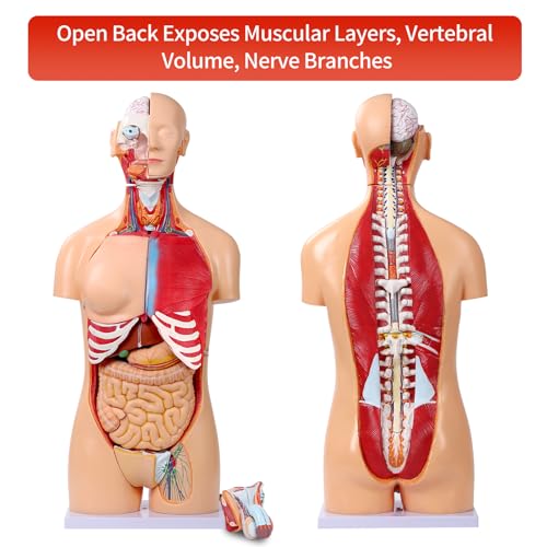 SFXYJ Human Torso Anatomy Model 33.4", Dual-Sex 32 Part Removable Life-Size with Heart Head Skull Brain Visceral Muscular Layers Model Includes Product Manual for Medical Student Lab Classroom Use