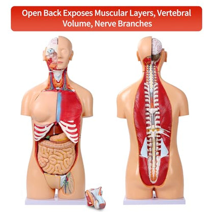 SFXYJ Human Torso Anatomy Model 33.4", Dual-Sex 32 Part Removable Life-Size with Heart Head Skull Brain Visceral Muscular Layers Model Includes Product Manual for Medical Student Lab Classroom Use