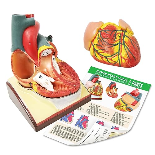 Generies Life Size Human Heart Model,2-Parts 1:1 Anatomical Heart Model On Diaphragm and Pericardium Base,34 Anatomical Structures Teaching Science Models for Classroom and Cardiology Study
