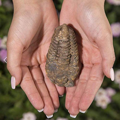 KALIFANO Fossil Collection Kit - Includes a Shark Tooth Fossil, Ammonite Shell Pair, Trilobite, and Orthoceras with Information Cards (Family Owned/Operated)