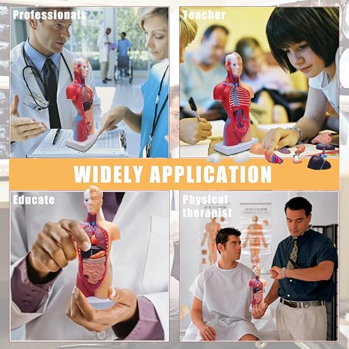 2026 New 11 inch Human Body Model for Anatomy, 15 Pcs Removable Human Torso Anatomy Model for Teaching, Medical Education Display, with Product Manual