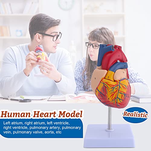 Human Heart & Body Torso & Skeleton Anatomy Model - Anatomical Assembly Model of Human Organs Mini Human Skeleton Model with Movable Arms and Legs for Medical Student Educational Kit