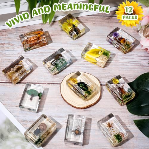 Macarrie 12 Pcs Insect Specimens for Kids Bug Collection Kit, Scenery - style: Scenery