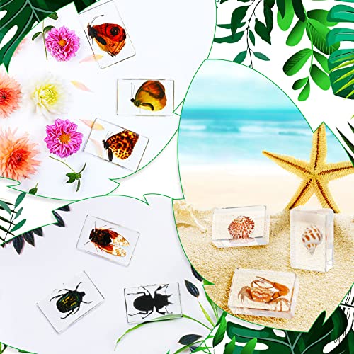 40 Pcs Insect in Resin Specimen Bugs Collection Paperweights Real Bugs in Resin Various Insect Specimen for Kids Scientific Educational Supplies