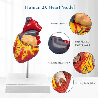 SFXYJ 2X Enlarged Anatomical Heart Model,4-Part Removable with Ventricles Atria Valves Veins Artery 49 Anatomy Structures Number Manual Magnets Display Base for Science Classroom and Cardiology Study - size: 7.8"L x 5.9"W